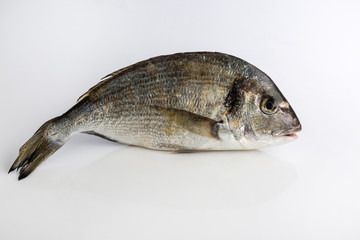 Fototapeta premium Pesce su sfondo bianco