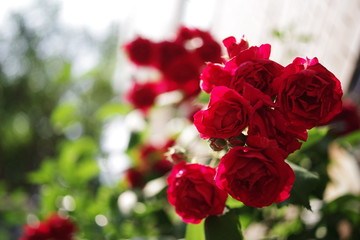 colorful summer flower