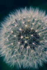 Highly detailed close up of dry dandelion flower. Beautiful forest wild blooms and seeds.