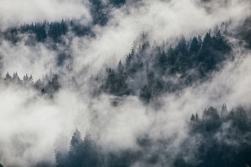 Dense morning fog in alpine landscape with fir trees and mountains. 