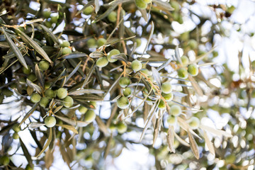 Spanish olives tree and landscape