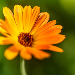 yellow garden flower in close up, lit by the sun, in the natural environment
