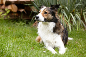 Border Collie