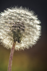 dandelion close-up, sunlit, in natural environment, macrophotography