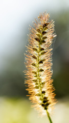 Obraz premium spikelet grass in the web close-up, illuminated by the sun
