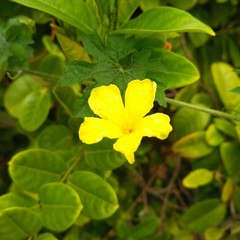 Obraz na płótnie Canvas Blossom , yellow flower