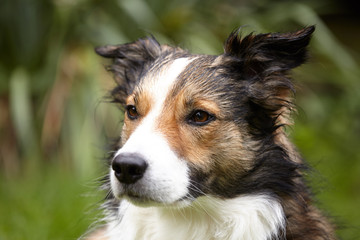 Border Collie