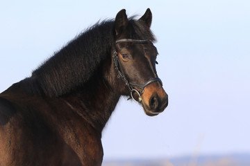 Portrait von einem braunen Pony mit Zaumzeug