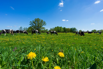 Krowy na łące wiosna © SebbPL
