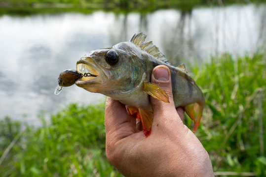 Okoń