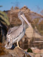 Pelican (Pelecanidae) large water bird