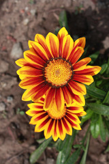 Gazania flowers colored yellow and Red