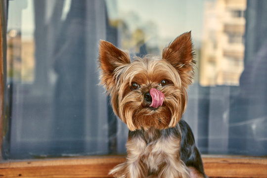 dog yorkshire terrier licks its lips
