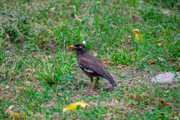 Acridotheres tristis in a clearing.