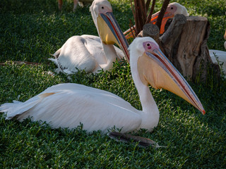 Pelican (Pelecanidae) large water bird
