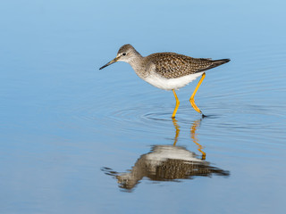 Lesser Yellowlegs with Reflection Foraging on the Pond in Blue Water