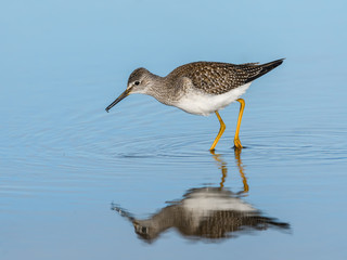 Lesser Yellowlegs with Reflection Foraging on the Pond in Blue Water