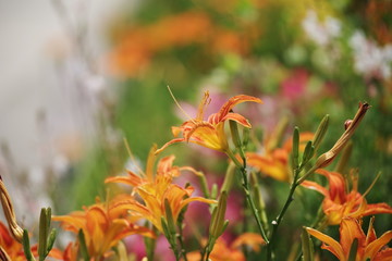 colorful summer flower