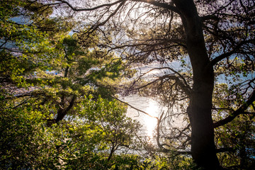Fototapeta premium Blue sea with sun reflections trough the trees