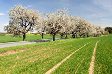road and alley of flowering cherry trees