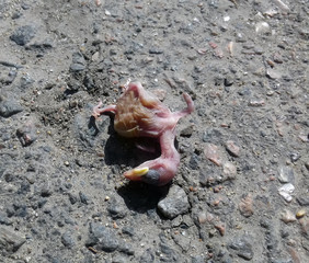 Dead chick. Killed bird. Newborn deceased chick.