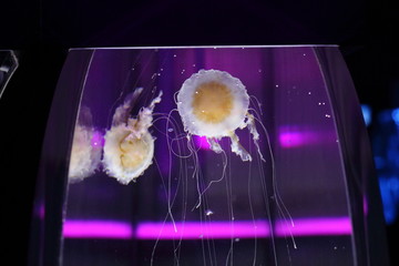 目玉焼きのようなクラゲ