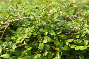branch and green leaf plant