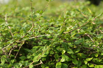 branch and green leaf plant 