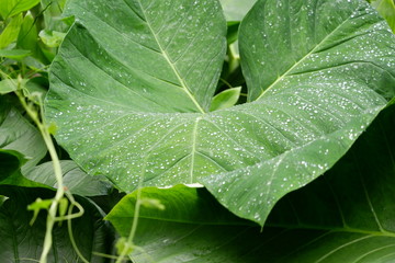 green leaf with water drops