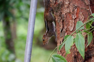 squirrel on tree