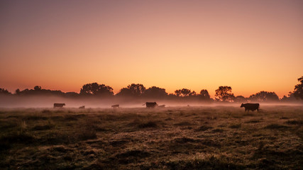 Beef cattle in an autumn pasture at sunrise with fog - obrazy, fototapety, plakaty