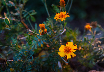Marigolds low key with bokeh
