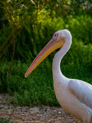 Pelican (Pelecanidae) large water bird