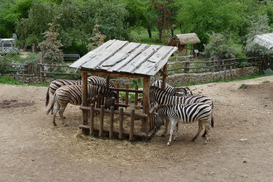 nice black and white sebra