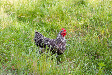 Gray chicken with a red shoot in the grass.