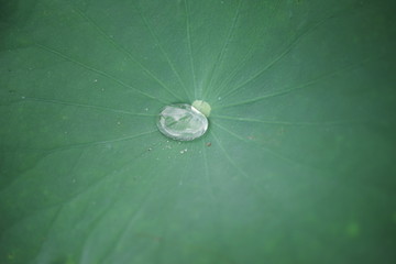 green lotus leaf and water drop