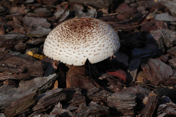 nice mushroom in forest