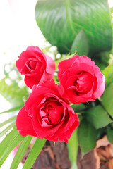 Fototapeta premium decorative bouquet of red natural roses with green a leaves