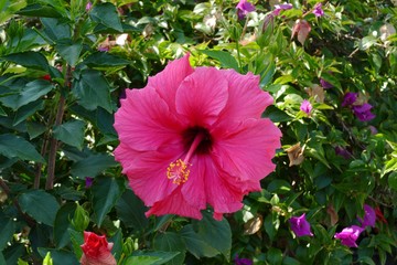 nice morning hibiskus blossom © Miroslav