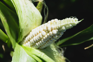 young ears of white corn on a green stalk on a sunny day