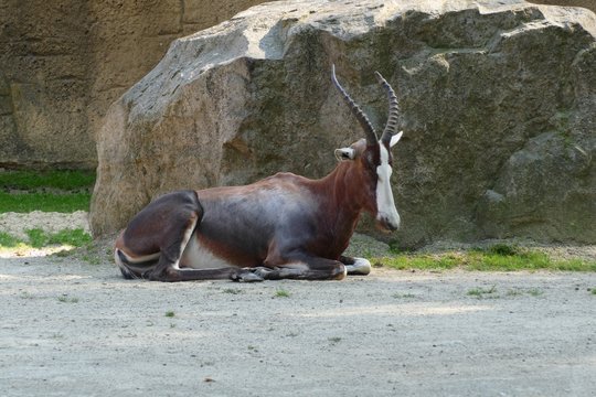 nice gray antelope  laying