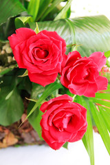 decorative bouquet of red natural roses with green a leaves