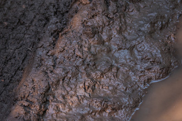 Naklejka premium Impassable wood road, mud and clay