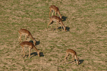 antelopes in sunset on grass