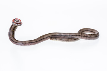 Striped kukri Snake on white background, Scientific name:Oligodon taeniatus, snake of Thailand