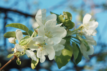 Obraz premium Flowers on the branches of an apple tree