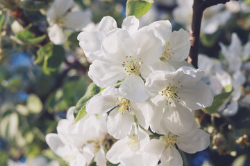 Flowers on the branches of an apple tree