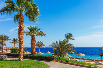 Sunny resort beach with palm tree at the coast shore of Red Sea in Sharm el Sheikh, Sinai, Egypt, Asia in summer hot. Bright sunny light © oleg_p_100