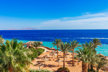 Sunny resort beach with palm tree at the coast shore of Red Sea in Sharm el Sheikh, Sinai, Egypt,...
