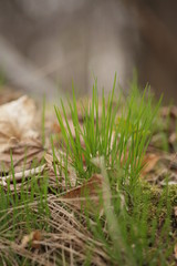 spring young grass in the forest